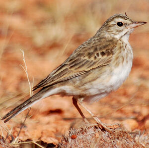 Pipit de Nouvelle-Zélande