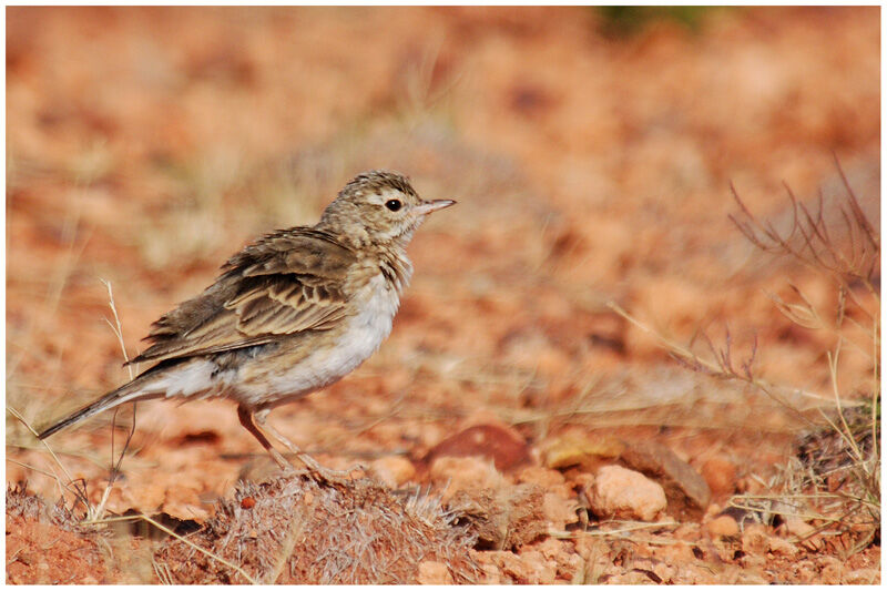 Pipit de Nouvelle-Zélande