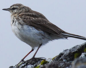 Pipit de Nouvelle-Zélande