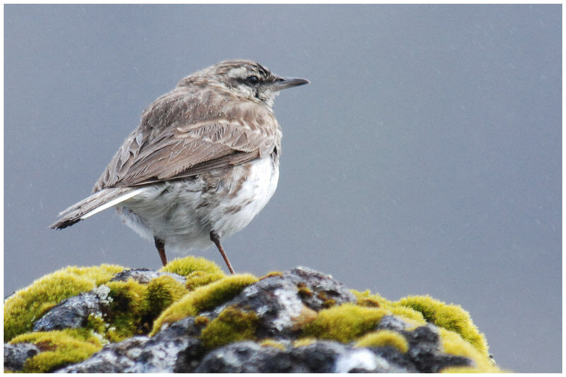 Pipit de Nouvelle-Zélande