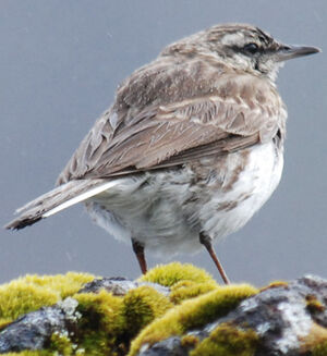 Pipit de Nouvelle-Zélande
