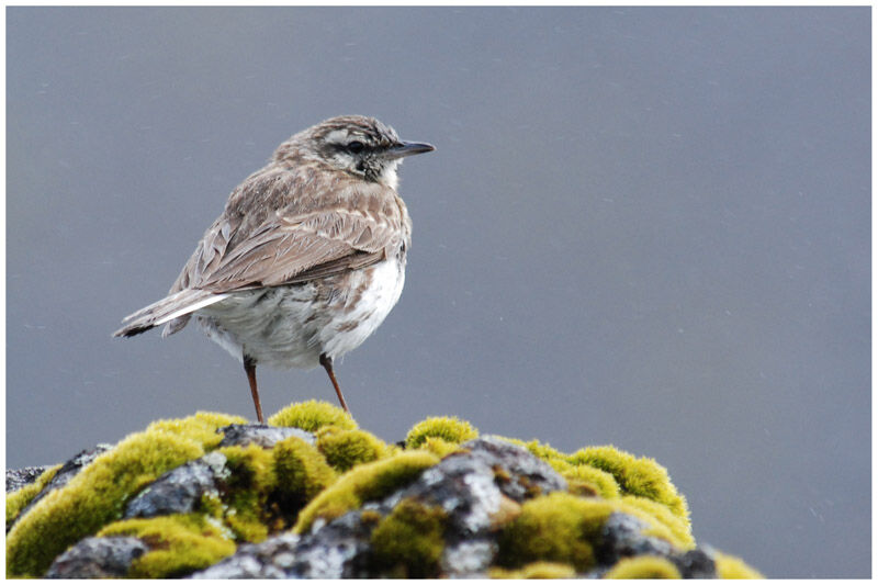 Pipit de Nouvelle-Zélande