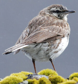 Pipit de Nouvelle-Zélande