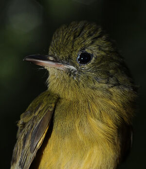 McConnell's Flycatcher