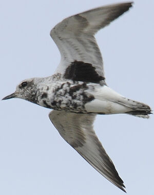Grey Plover