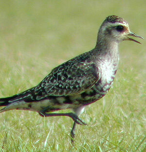 American Golden Plover