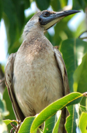 Little Friarbird