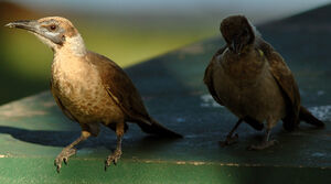 Little Friarbird