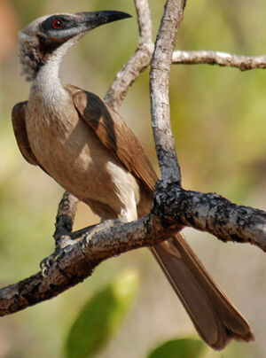 Helmeted Friarbird