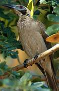 Helmeted Friarbird