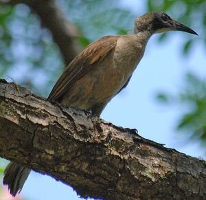 Helmeted Friarbird