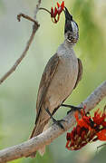 Silver-crowned Friarbird