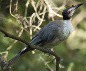 Noisy Friarbird