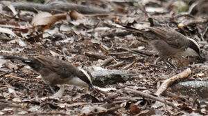 White-browed Babbler