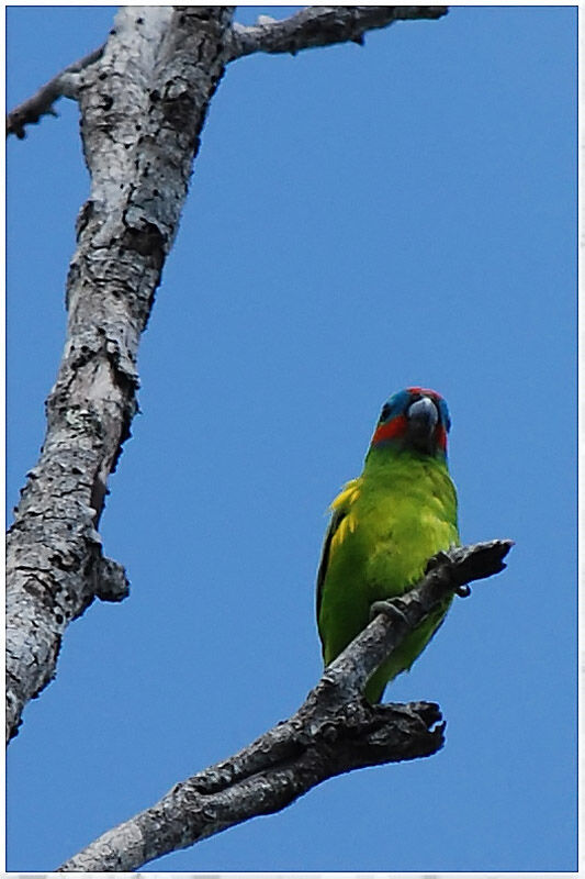 Double-eyed Fig Parrot male adult