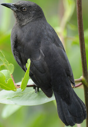 Carib Grackle