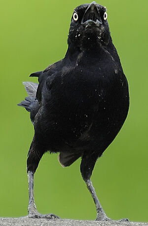 Carib Grackle