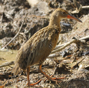 Clapper Rail