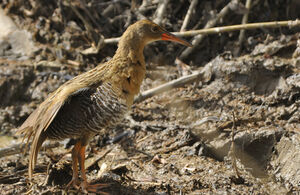 Clapper Rail