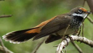 Rufous Fantail
