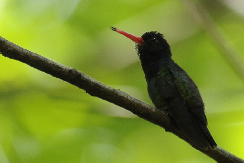 White-chinned Sapphire male adult