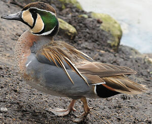 Baikal Teal