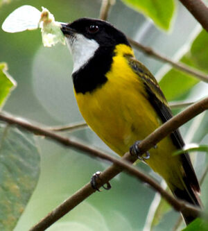 Australian Golden Whistler