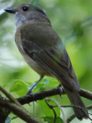 Australian Golden Whistler