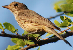 Rufous Whistler