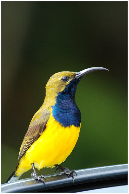 Olive-backed Sunbird male adult