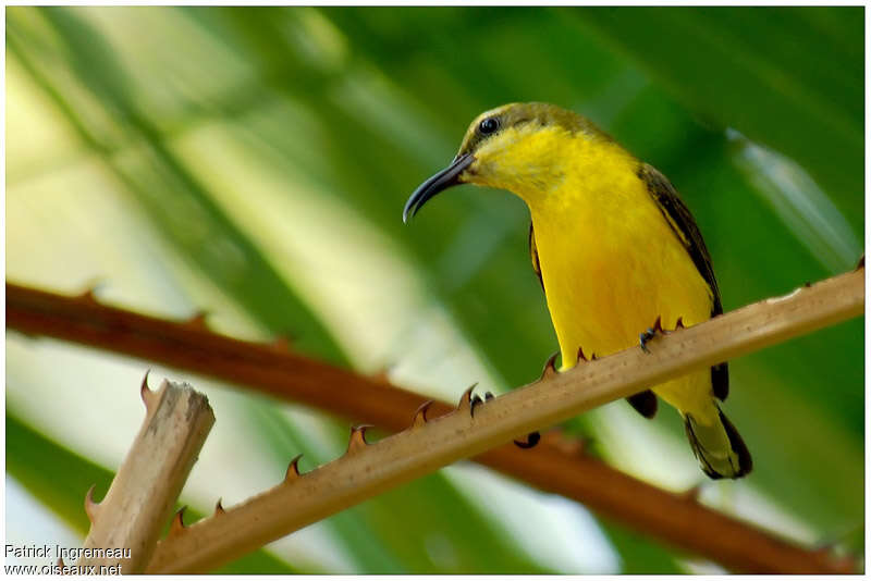 Olive-backed Sunbird female adult, identification