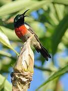 Greater Double-collared Sunbird