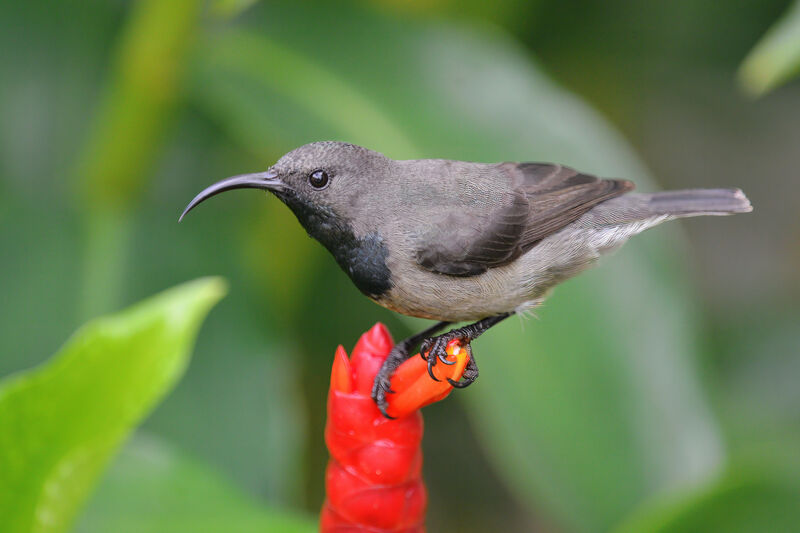 Seychelles Sunbird male adult