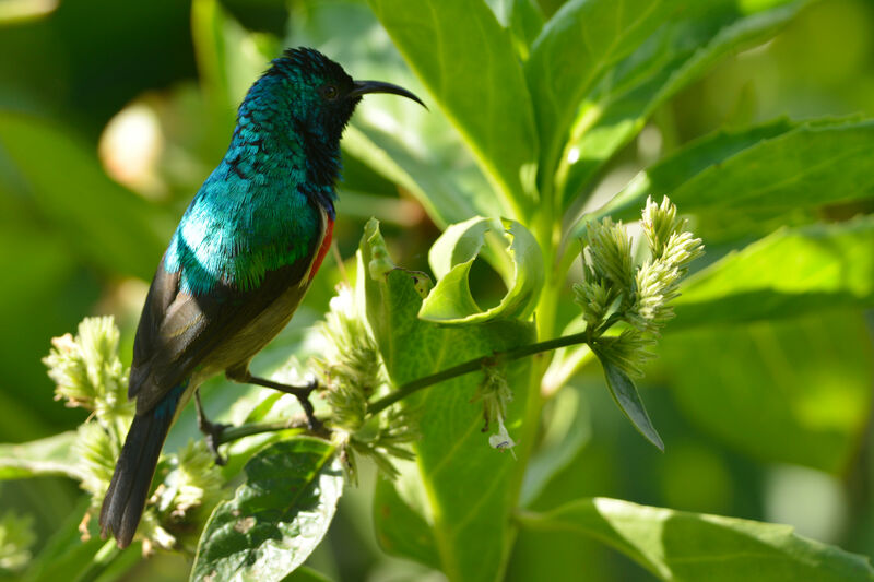 Eastern Double-collared Sunbird male adult