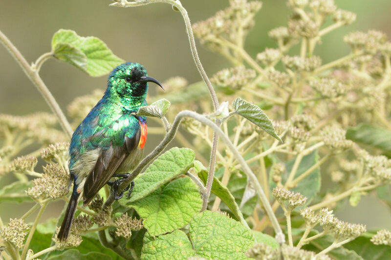 Eastern Double-collared Sunbird male adult