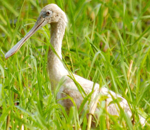 Roseate Spoonbill