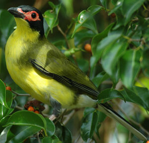 Yellow Figbird
