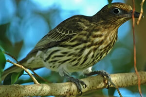 Yellow Figbird
