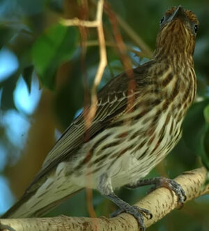Yellow Figbird