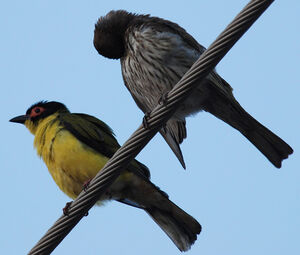 Yellow Figbird