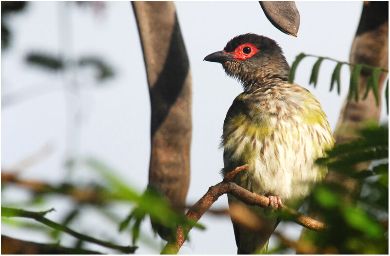 Australasian Figbird male First year