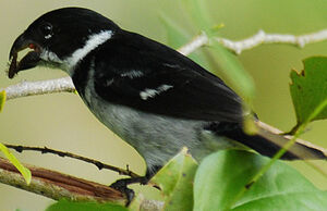 Wing-barred Seedeater