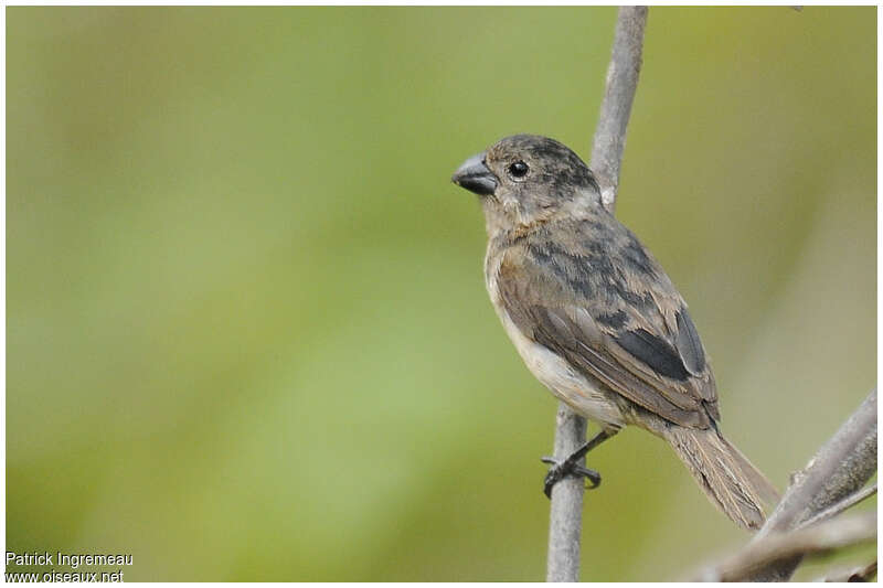Wing-barred Seedeater male immature, identification