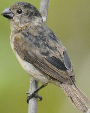 Wing-barred Seedeater