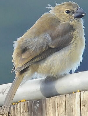 Wing-barred Seedeater