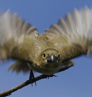 Wing-barred Seedeater