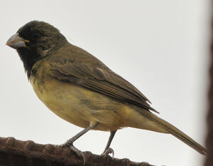 Sporophile � ventre jaune