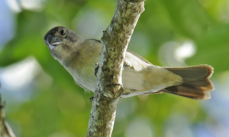 Lesson's Seedeater female adult