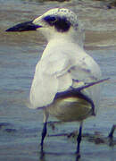 Australian Tern