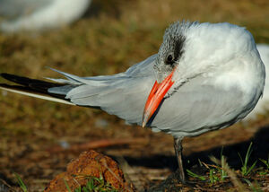 Caspian Tern 
&copy; Patrick Ingremeau